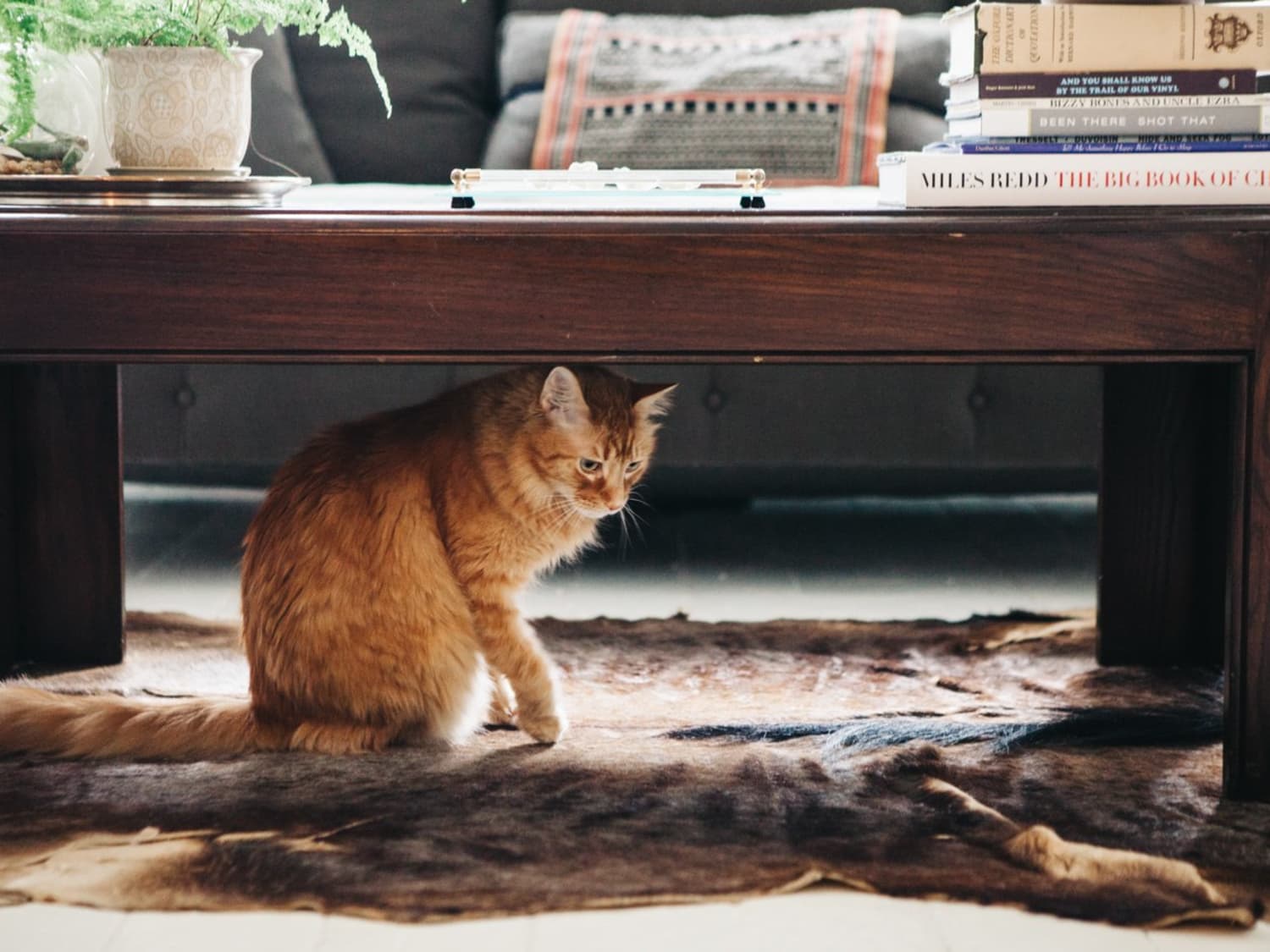 Best litter box for small apartment hot sale